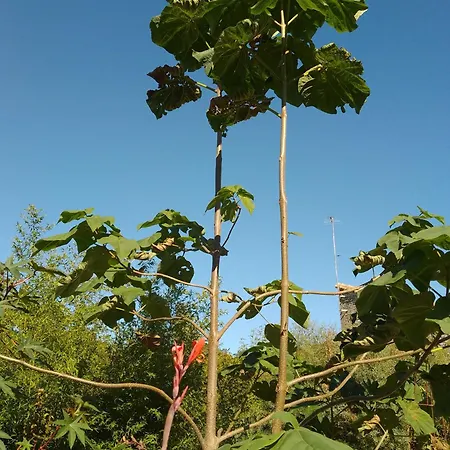 La Maison Tumtum Arbre * Loudun