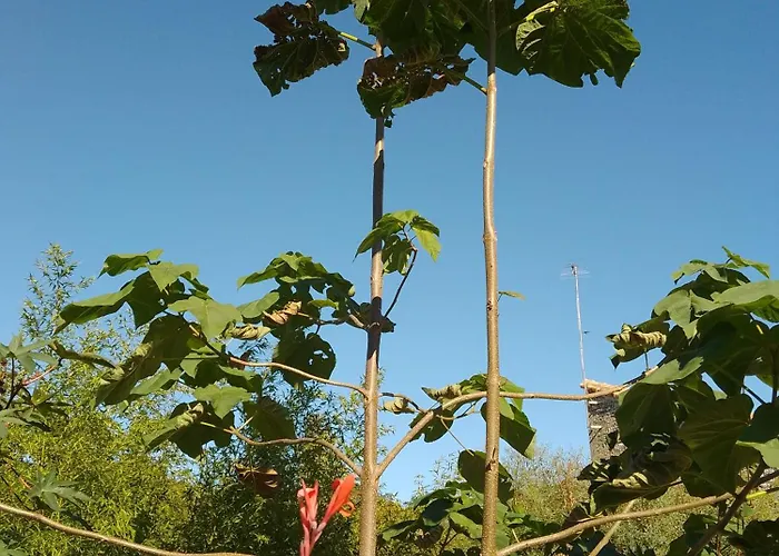 La Maison Tumtum Arbre * Loudun
